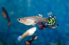 11 Top Fish Species For Cold Freshwater Aquariums