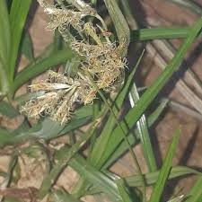 Image result for Cyperus deciduus