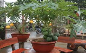 Sawi adalah antara tanaman yang mudah ditanam di dalam pasu sama seperti kangkung dan bayam. Cara Menanam Betik Yang Baru Buah Banyak Walaupun Masih Dalam Pasu Kartel Dakwah