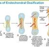In adults the long bones of the legs and arms are filled with yellow marrow. 1