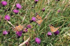 Maybe you would like to learn more about one of these? Painted Lady Butterfly Invasion Thousands Of Butterflies Spotted On The North East Coast Chronicle Live