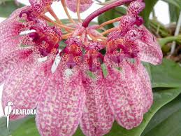 Image result for Bulbophyllum burttii