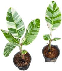 Image result for Musa acuminata