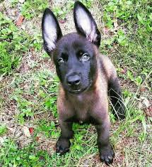 Mediterranean Man Adli Kullanicinin Dog S Panosundaki Pin Malinois Belcika Malinois Belcika