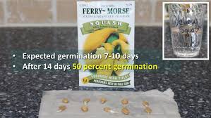 How to germinate seeds in paper towels. Seed Can Germination Results Can We Depend On Seed Vaults The Provident Prepper
