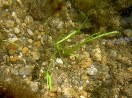 Image result for Alismataceae