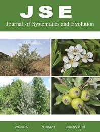 Image result for Pentarhopalopilia umbellulata