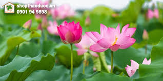 Maybe you would like to learn more about one of these? Táº¥t Cáº£ Cac Bá»™ Pháº­n Cá»§a Cay Sen Ä'á»u La DÆ°á»£c Liá»‡u Quy Báº¡n Co Biáº¿t Shop Tháº£o DÆ°á»£c