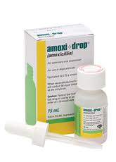 Amoxi Amoxicillin Zoetis Us