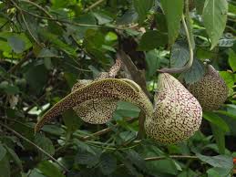 Image result for Aristolochia albida