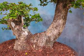 Image result for Premna hans-joachimii