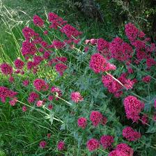 Image result for Centranthus