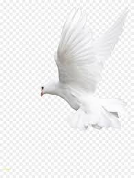Check spelling or type a new query. Images Best Of Celebswallpaper Download Free Png Transparent Background White Dove Png Clipart 5609378 Pikpng