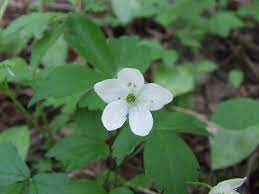 We did not find results for: A Guide To Native Plants In North Carolina Our State