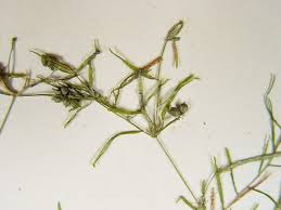 Image result for Potamogeton richardii