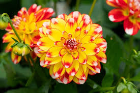 Tolle Neuheiten Fur Das Blumenbeet 2020 Plant Happy In 2020 Blumenbeet Garten Bepflanzen Pflanzen