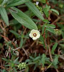 Image result for Xenostegia