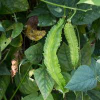 Image result for Psophocarpus grandiflorus