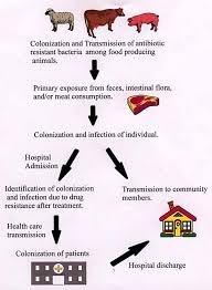 Effects Of Antibiotics On Animal Feed Presentation