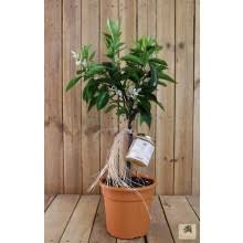 Hochzeit grußkarten gürtel haarreifen haarschmuck halskette handmade hochzeit handschuhe hawaikette heiratsantrag helium herren. Pflanzen Verschenken