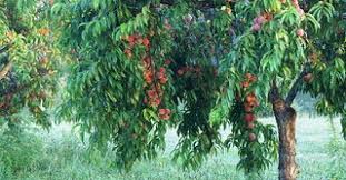 We did not find results for: Growing Fruit In Wisconsin Can Be Rewarding Delicious Wisconsin Public Radio