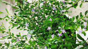 Image result for Freylinia