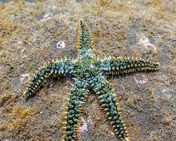 Hình ảnh về Marthasterias glacialis