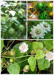 Ulat bulu tersebut jenis dasi sira. Usihat Id Name Passiflora Foetida Other Name Mini Passion Fruit Markisa Hutan Timun Padang Pokok Pang Bulu Buah Leletup Buah Ulat Bulu Seletupan Anggur Hutan Rambusa Jembut Landa Permot