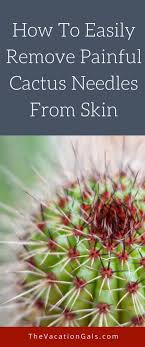 You can also opt for hexazinone or 2,4 dp too. Cactus Needle Removal The Vacation Gals