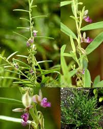 Image result for Polygala erioptera