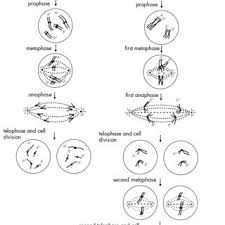 In cells with nuclei (eukaryotes), (i.e., animal, plant, fungal, and protist cells), the cell cycle is divided into two main stages: Mitosis And Meiosis Mitosis Produces Normal Diploid 2n Somatic Download Scientific Diagram