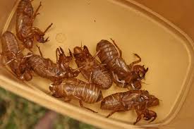 Hold a and walk forward. Cicada Shell Collecting Forums Myanimelist Net