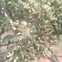 Image result for Nidorella welwitschii