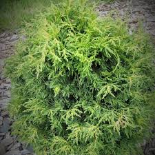 Free shipping on orders over $99 with arrive alive guarantee from the tree center. Online Store Mundi Plantarum