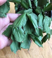 Their beautiful flowers, long bloom time, and easy care requirements make them a wonderful plant. Christmas Cactus Cuttings How To Make More Holiday Plants
