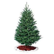 Know The Types Of Common Christmas Trees Types Of Christmas Trees Christmas Wallpaper Free Fraser Fir Christmas Tree