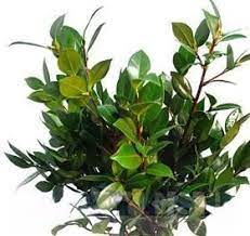 Mayesh Flower Library Camellia Leaf Camellia Plant Greenery Evergreen Bush