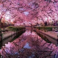 cherry blossoms are worth the trip to japan 9gag nature photography japan photo japan travel