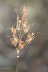 Image result for Triraphis schinzii