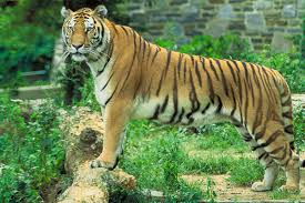 Many many hours of work has, maybe, paid off! Unique Facts About Asia Tiger