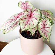 Let S Hear Your Best Care Tips Regrann From Celestial Sprouts My Very First Caladium It S Out Of This World Let Me In 2020 Pink Plant Plant Lover Caladium