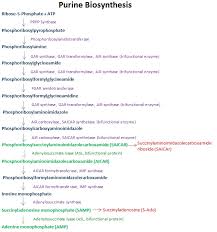 File Purine Biosynthesis Jpg Wikipedia
