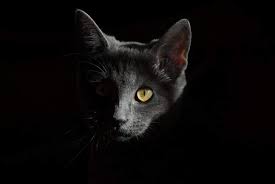 Ruyada Siyah Ve Gri Kedi Gormek Ruyandagor Com