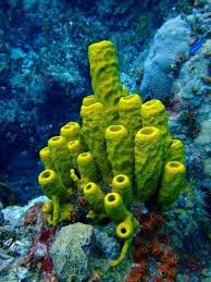 Resultado de imagen para esponjas de mar
