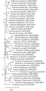 Image result for Asterochaete angustissima