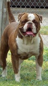 Black And White American Bulldog Pitbull Mix Pin By Pancho Salcedo On American Bulldogs Other Bulldogs American Bulldog Puppies Bulldog Puppies American Bulldog