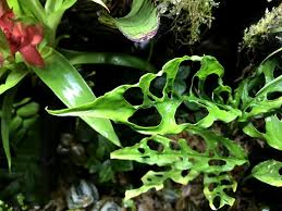 Monstera Obliqua Plantophiles Monstera Obliqua Plants Monstera