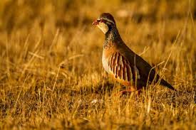 Image result for Alectoris rufa