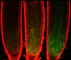 Maybe you would like to learn more about one of these? Plant Cells Survive But Stop Dividing Upon Dn Eurekalert