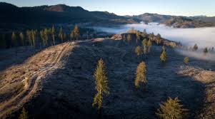 Image result for oregon timber